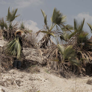 Palma beige warm grey suspension by David Pompa